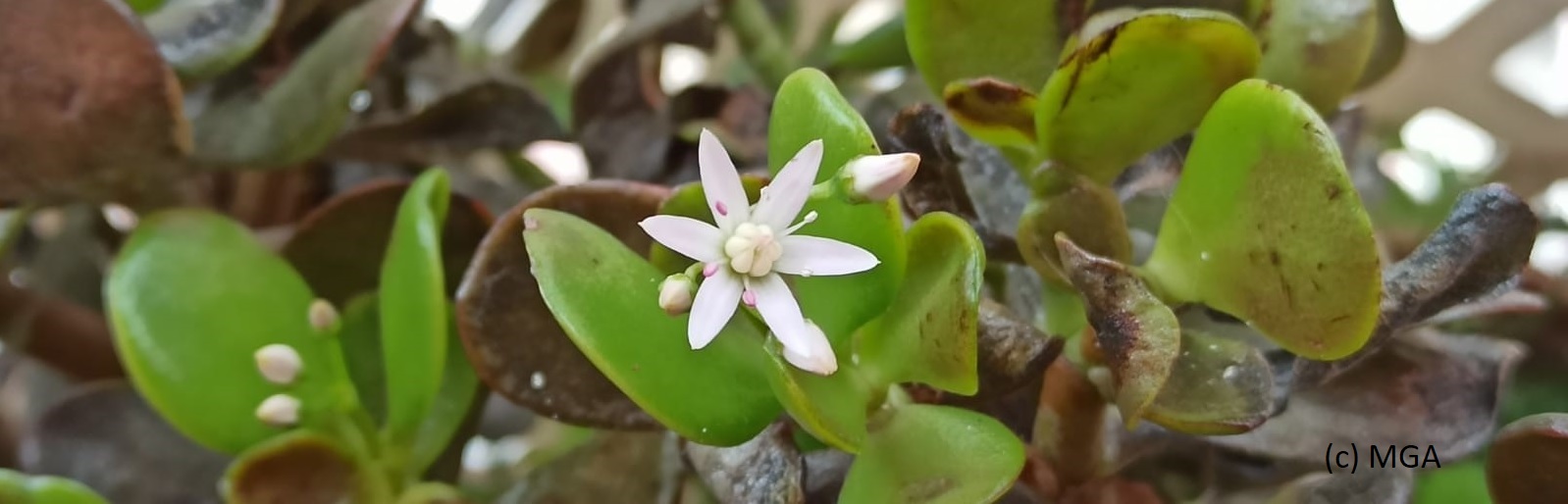 sostenibilidad siderurgica aenor